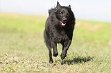 SCHIPPERKE 487